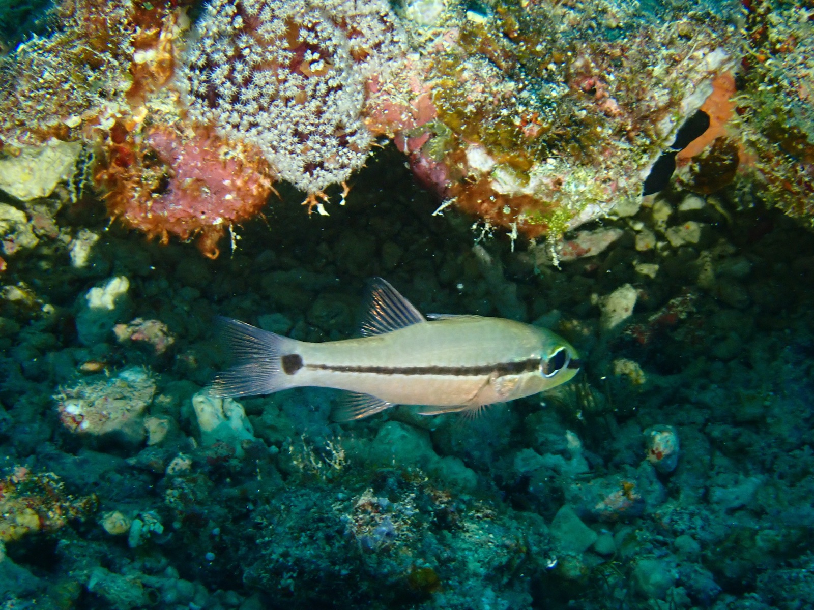 Foto de Cardenal ocelado (Apogon ocellatus)