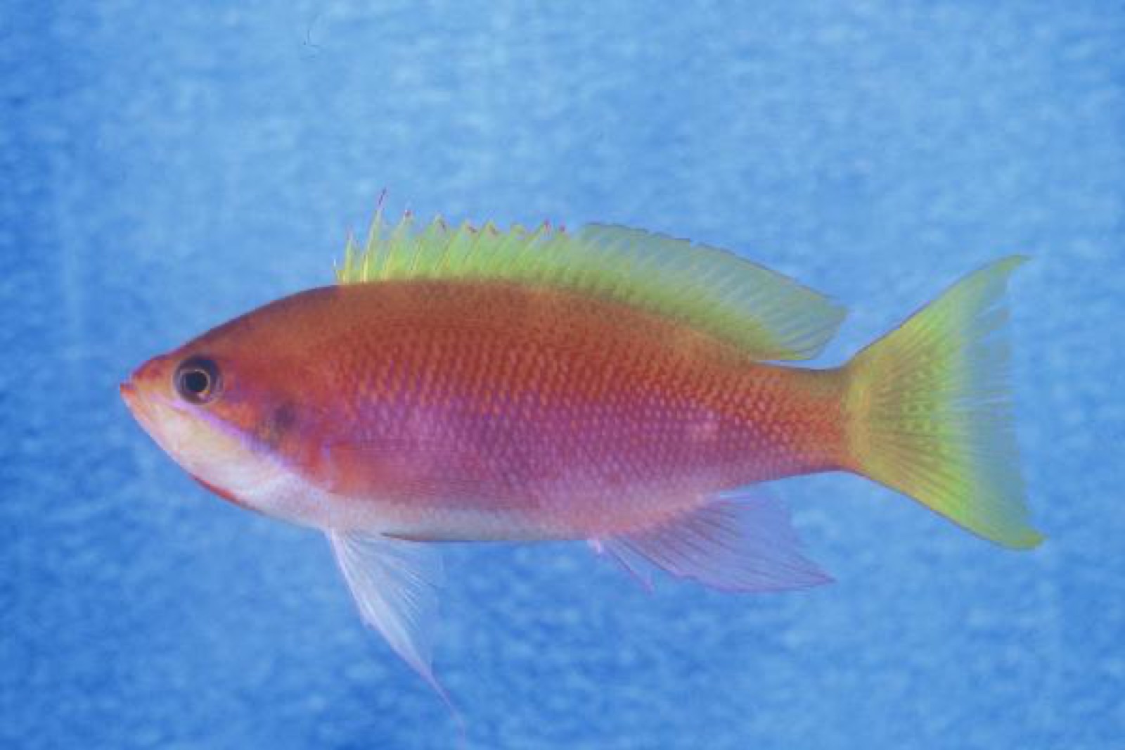 Photo of Heemstra's anthias (Pseudanthias heemstrai)