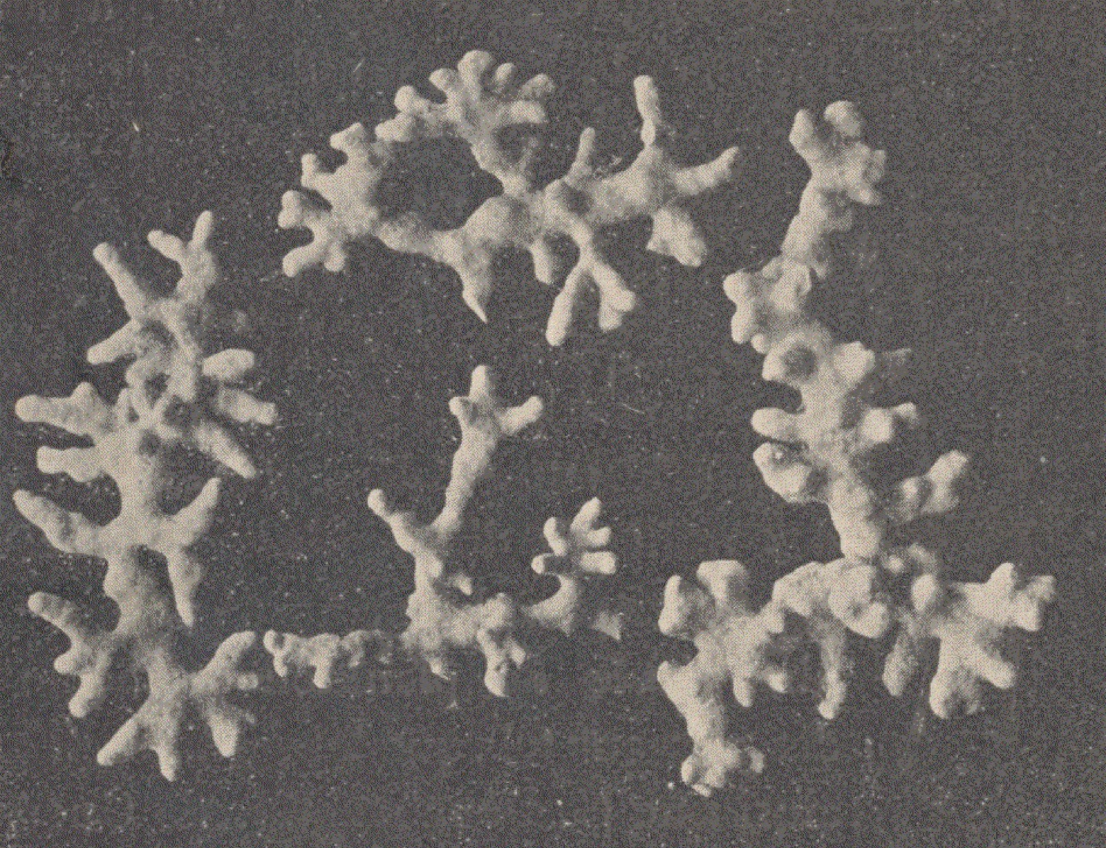 Foto de Litotaminio coralino (Lithothamnion coralloides)