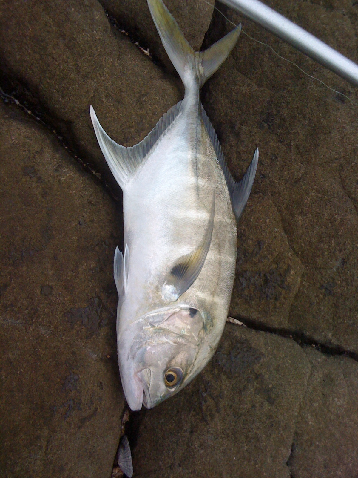 Foto de Jurel senegales (Caranx senegallus)
