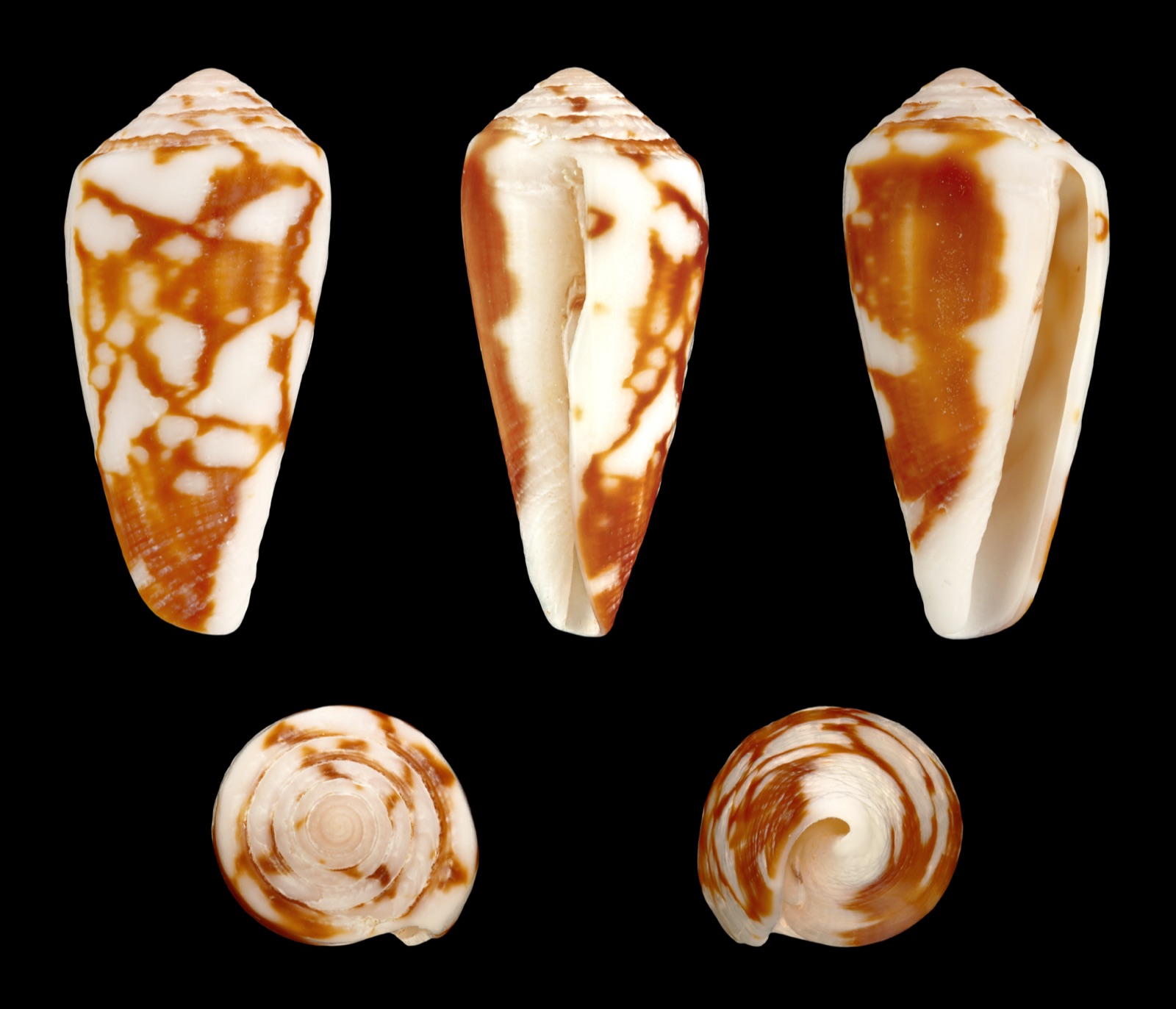 Foto de Cono mago (Conus magus)