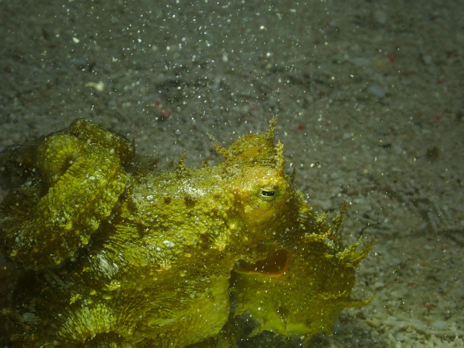 Photo de Pieuvre algue (Abdopus aculeatus)