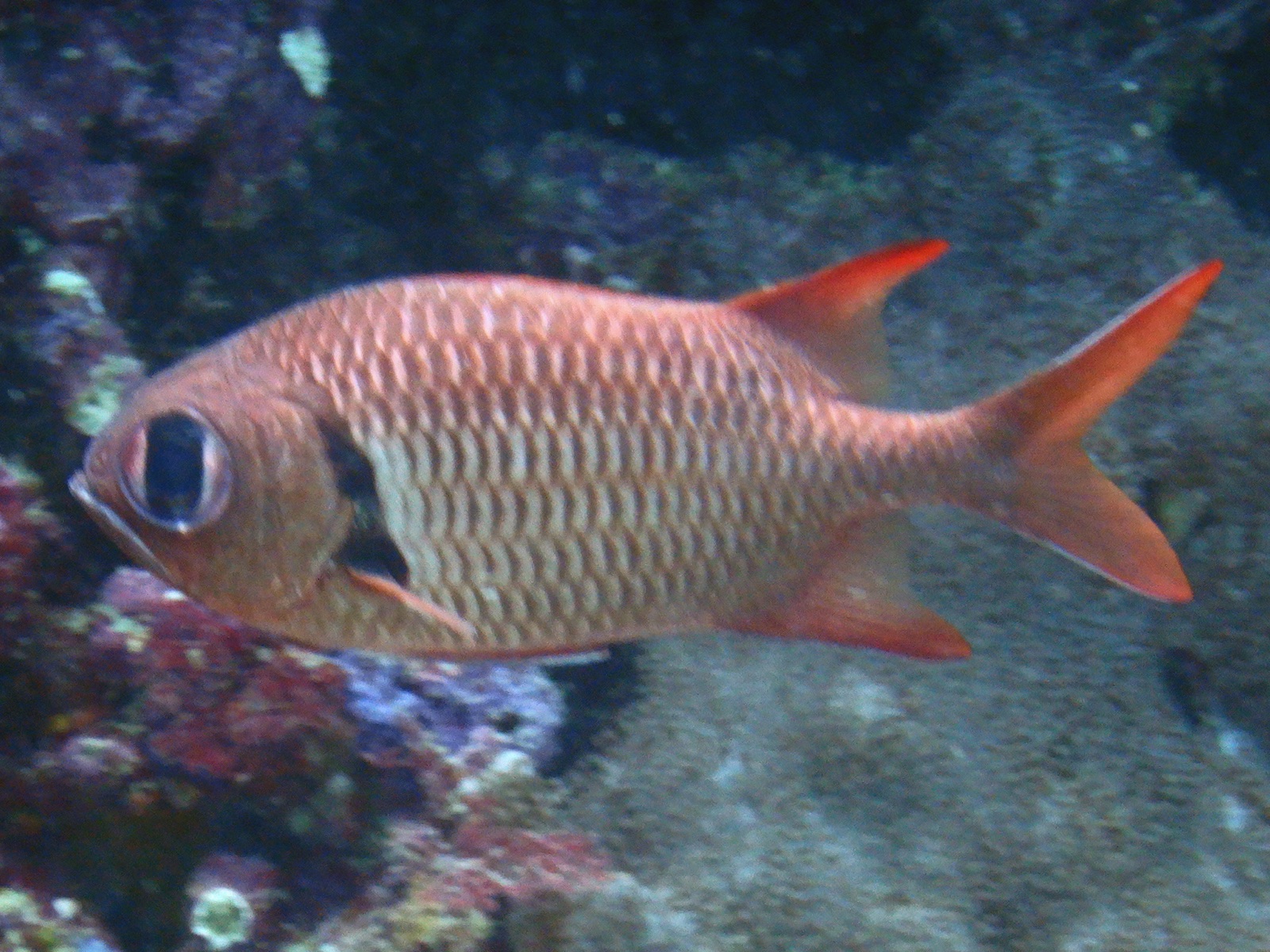 Photo of Blotcheye soldierfish (Myripristis murdjan)