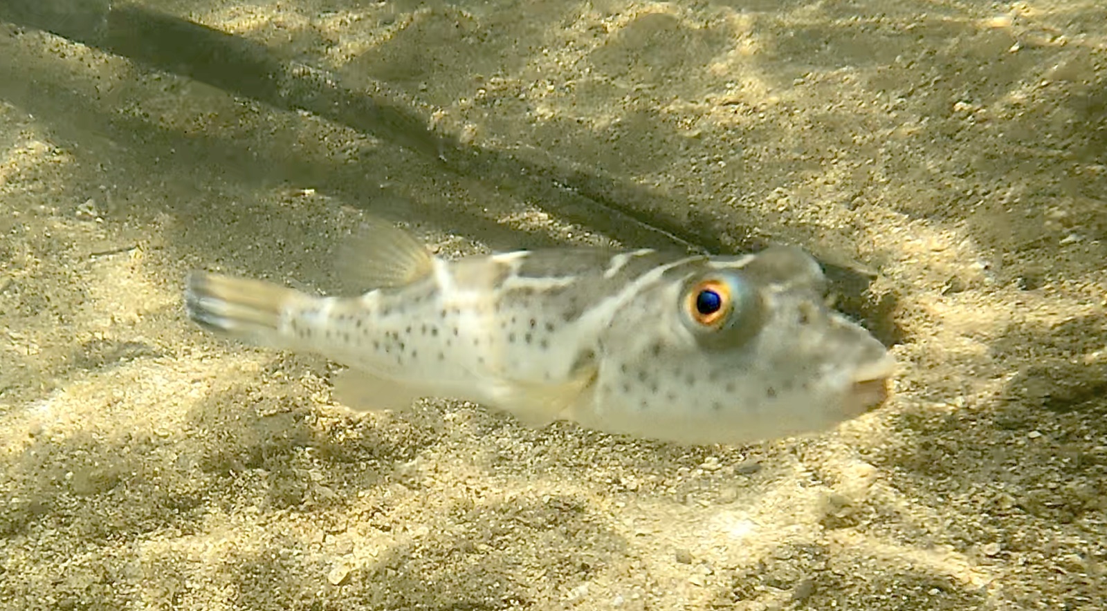 Photo of Bullseye puffer (Sphoeroides annulatus)