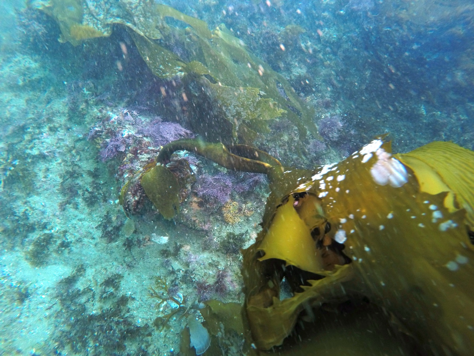 Photo de Kelp arborescent (Eisenia arborea)