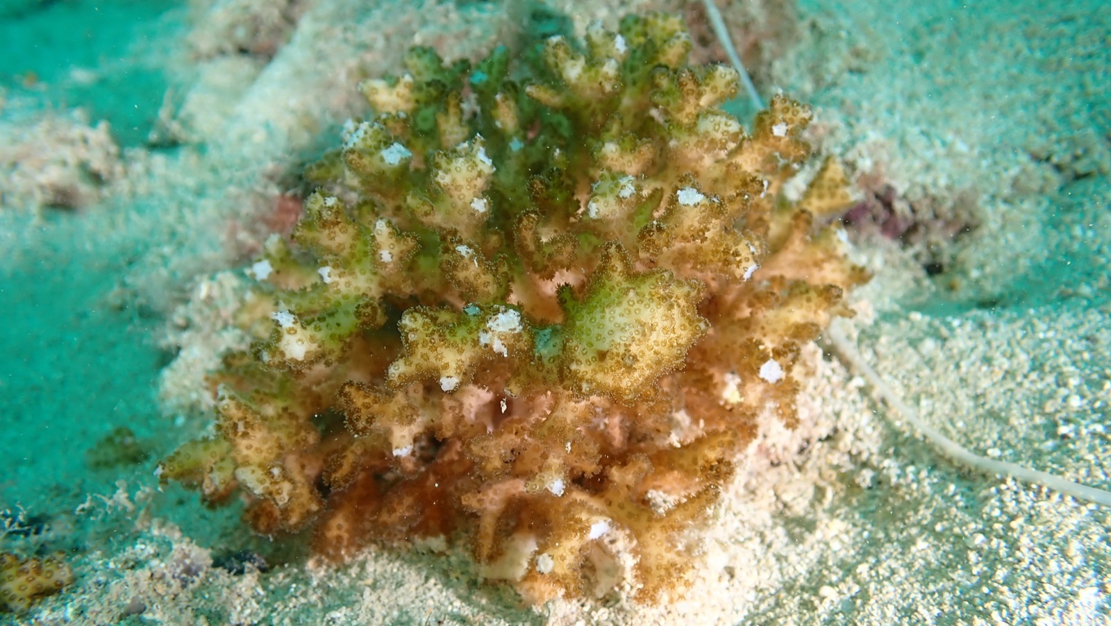 Foto de Coral coliflor (Pocillopora damicornis)