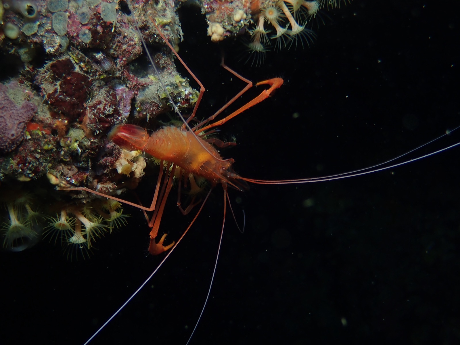 Foto de Camaron limpiador Med (Stenopus spinosus)