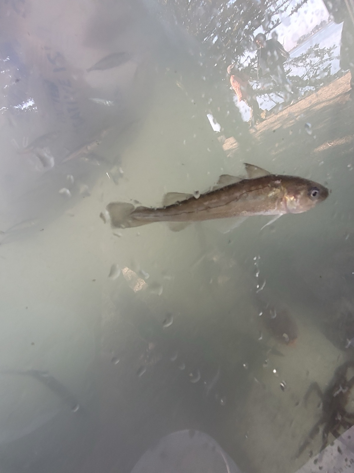 Photo of Pacific tomcod (Microgadus proximus)