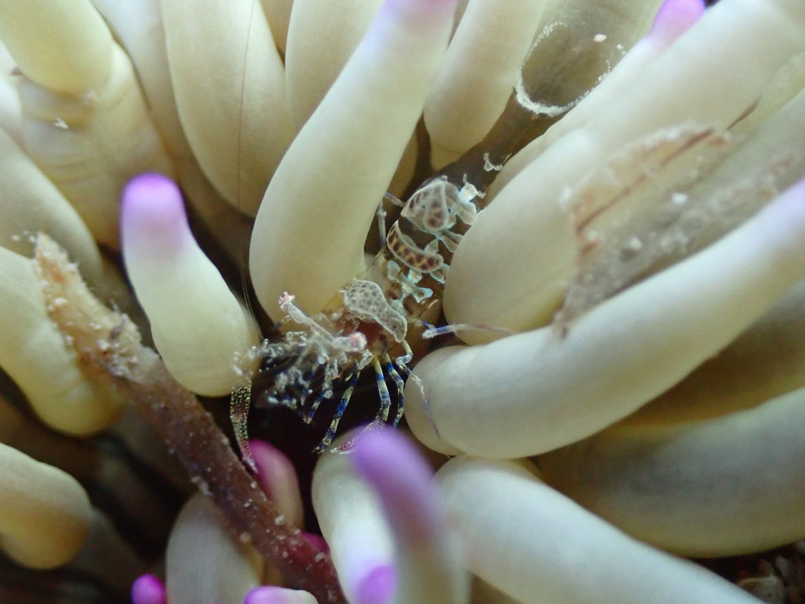 Foto de Camaron amatista (Periclimenes amethysteus)