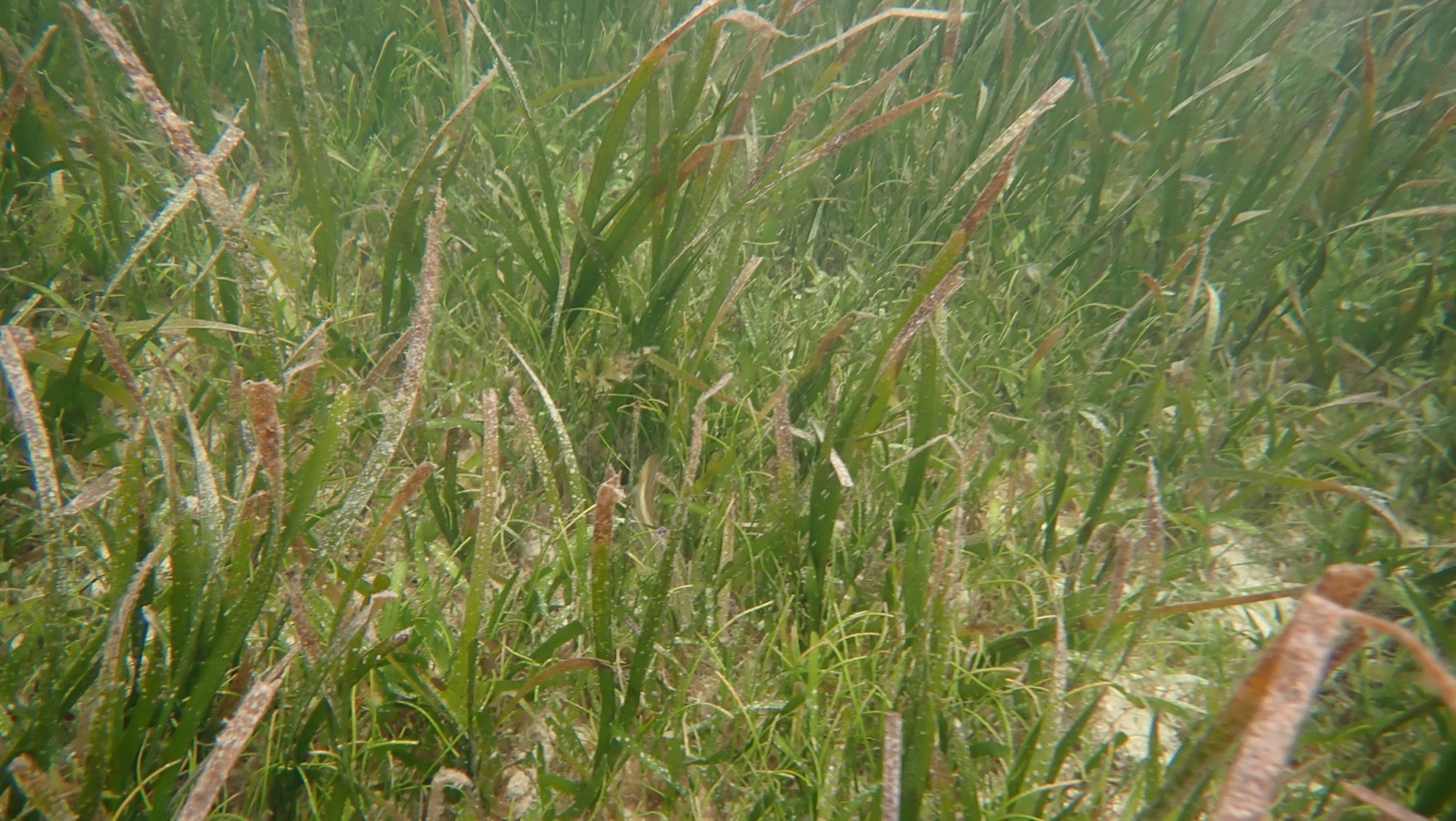 Photo de Cymodocea arrondie (Cymodocea rotundata)