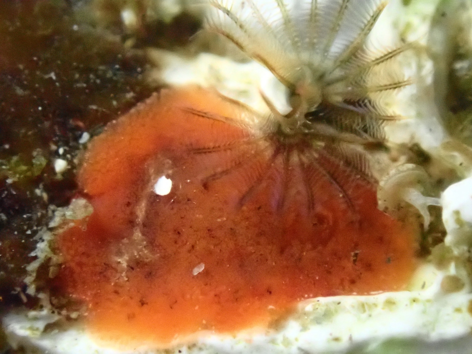 Foto de Gusano de Lamarck (Spirobranchus lamarcki)