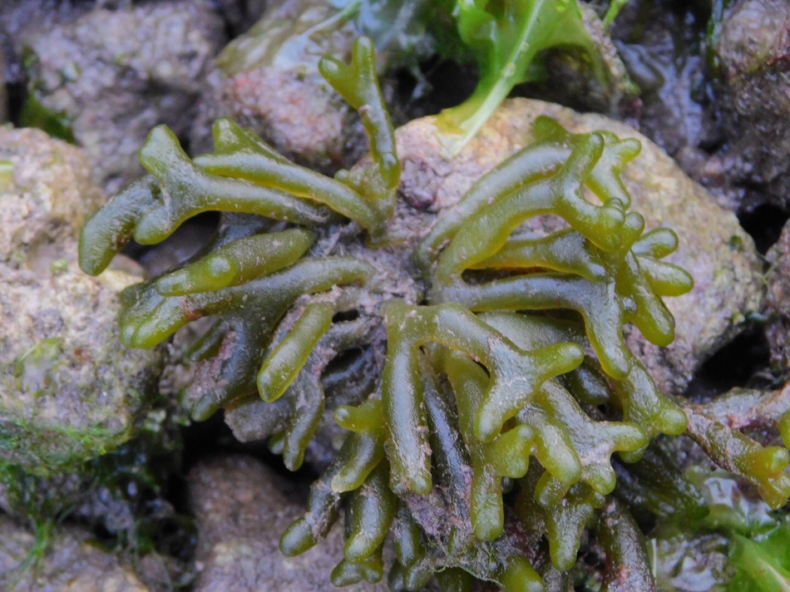 Foto de Codium fragile (Codium fragile)