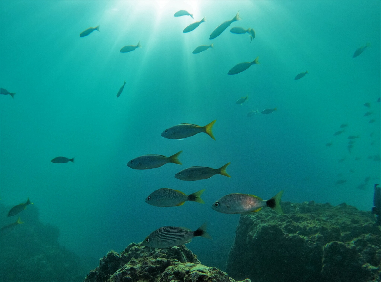 Photo of Yellowspot Grunt (Haemulon flaviguttatum)