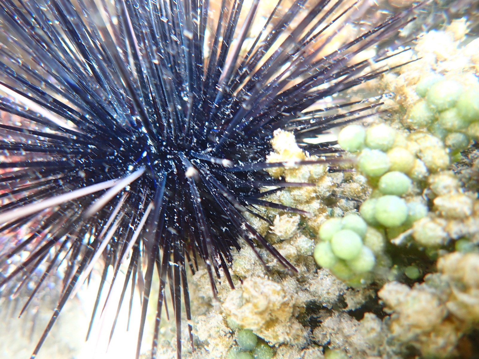 Foto de Erizo de púas largas (Diadema antillarum)
