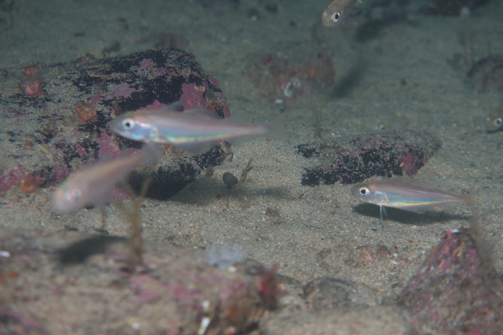 Photo of Poor cod (Trisopterus minutus)