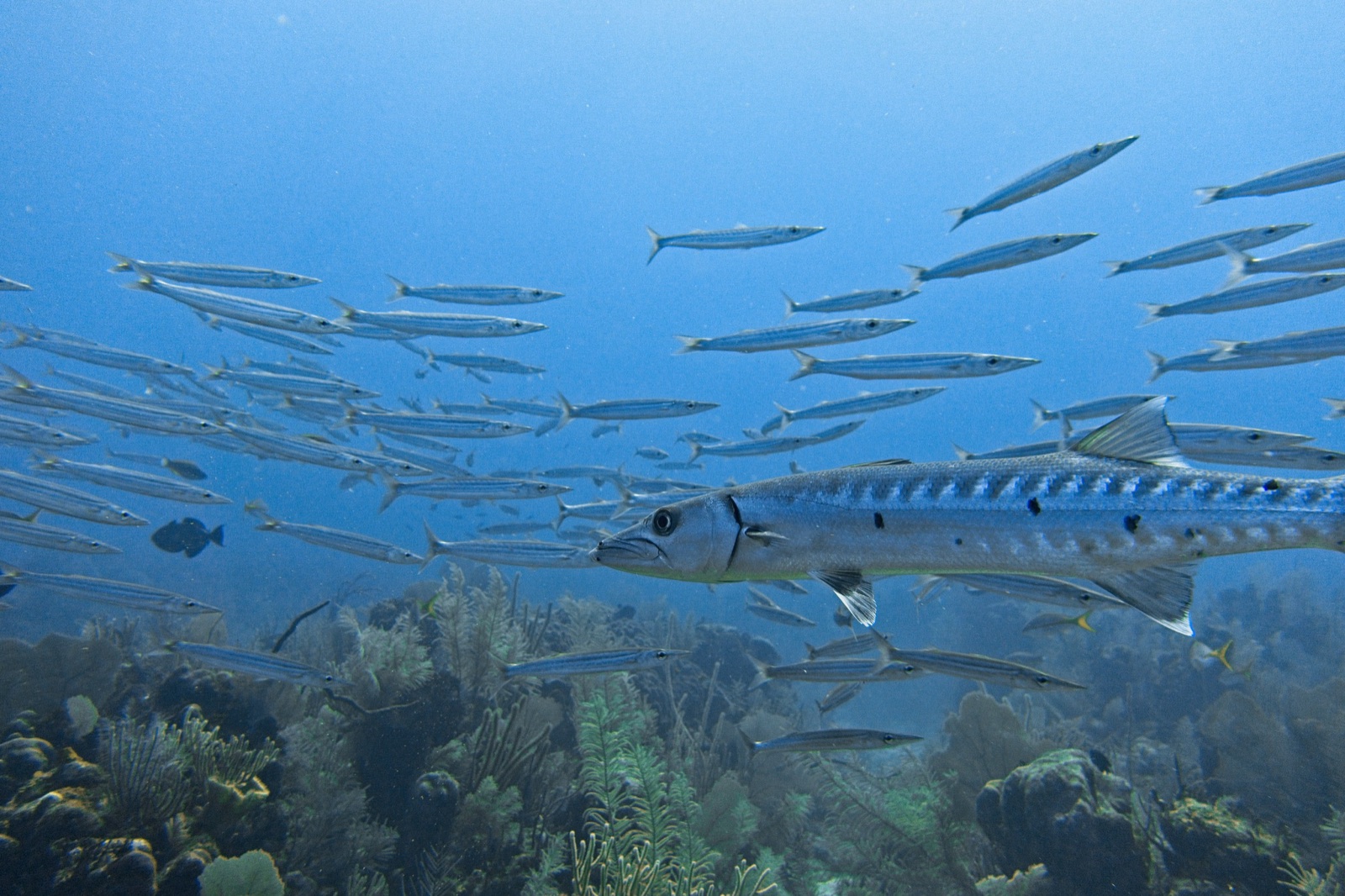 Photo of Southern Sennet (Sphyraena picudilla)