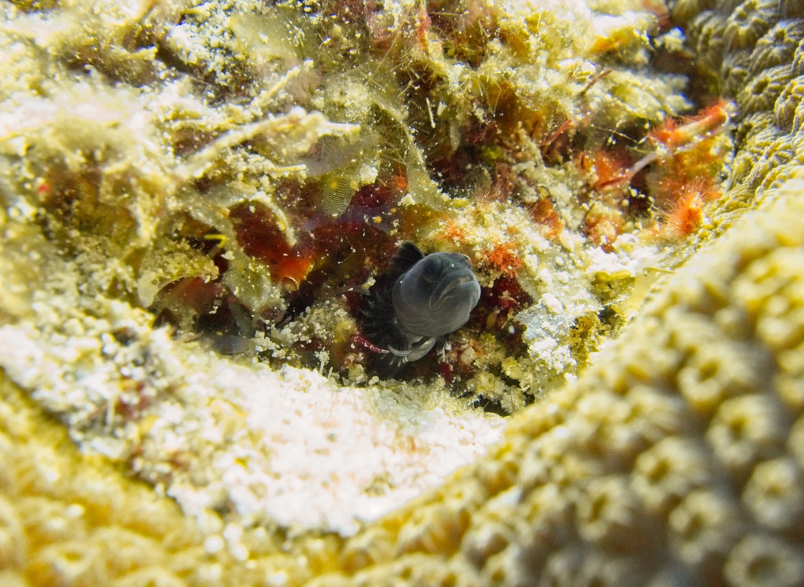Photo of Bahama blenny (Emblemariopsis bahamensis)