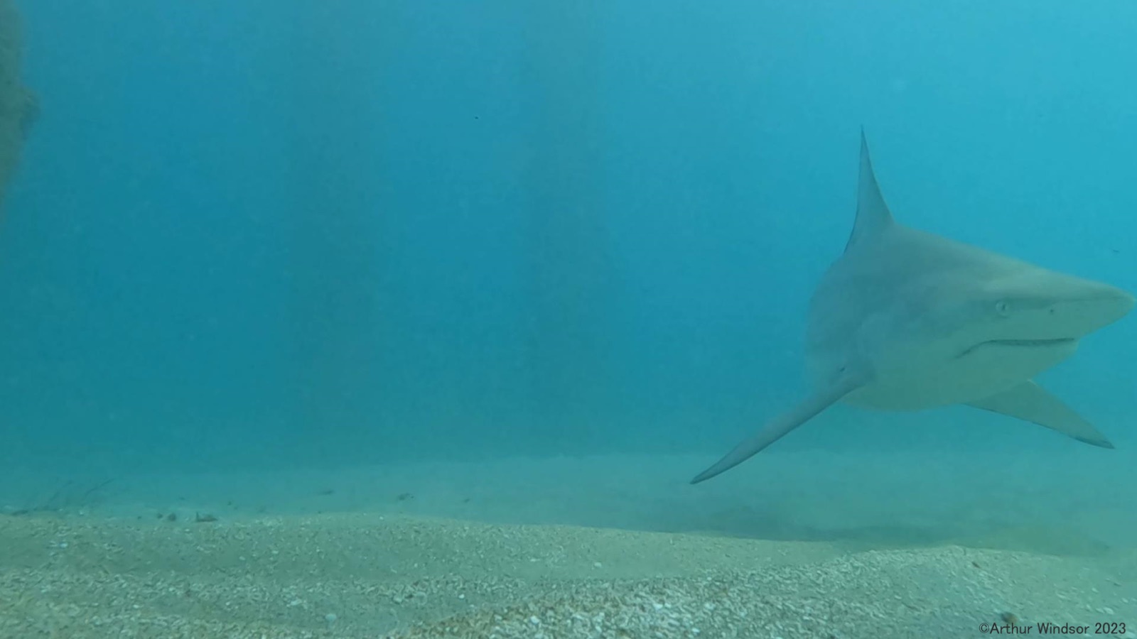 Photo of Blacktip shark (Carcharhinus limbatus)