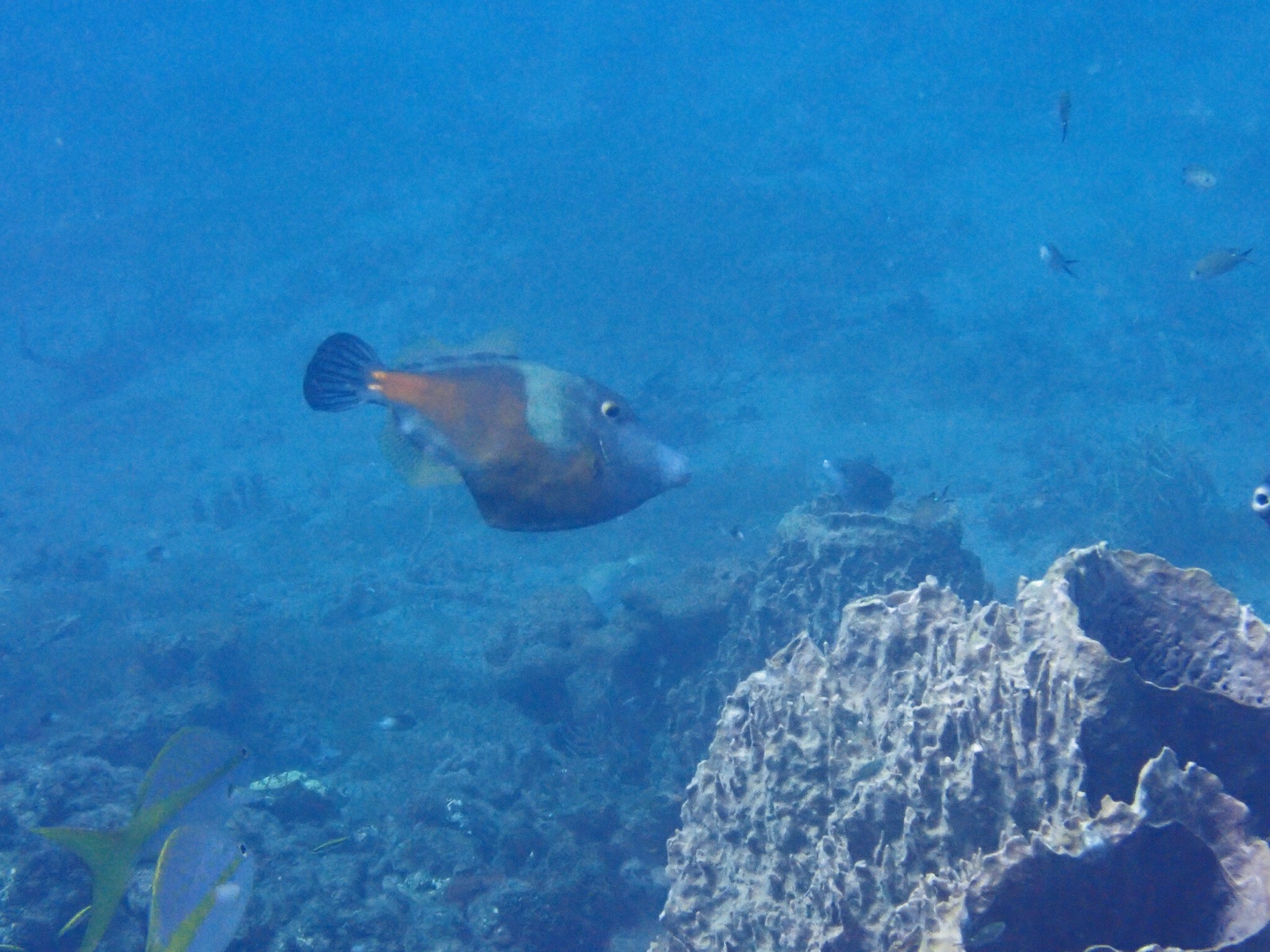 Photo de Baliste lisse a taches blanches (Cantherhines macrocerus)