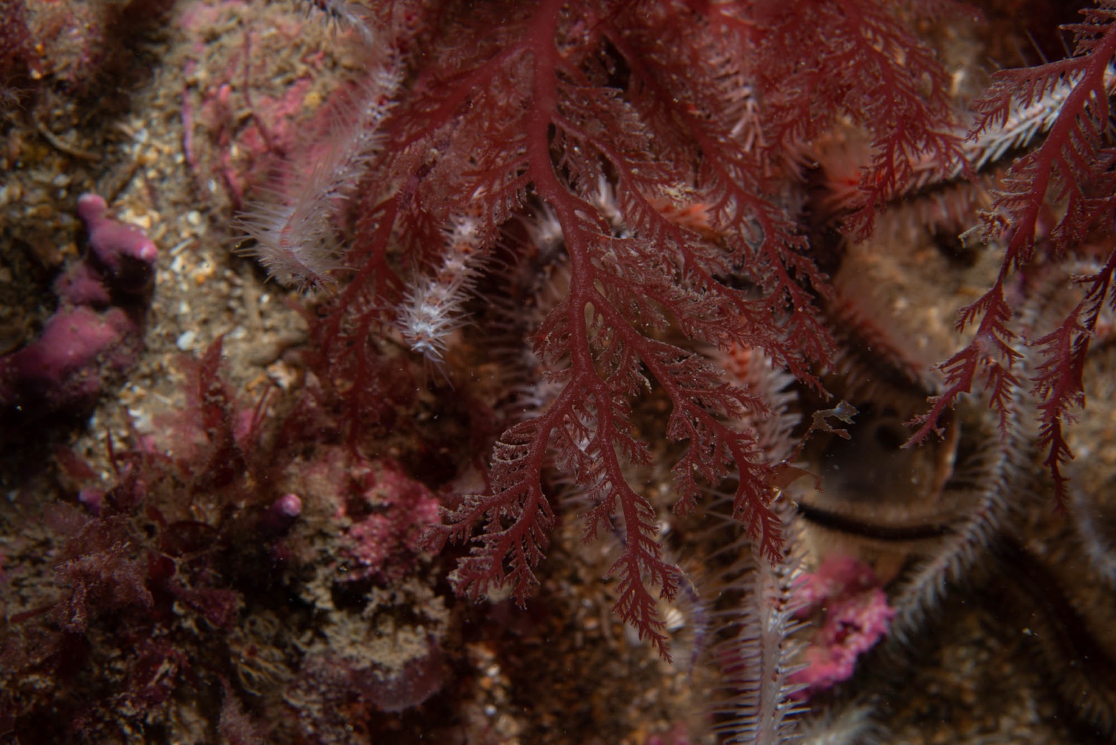 Photo of Cartilage Plocamium (Plocamium cartilagineum)