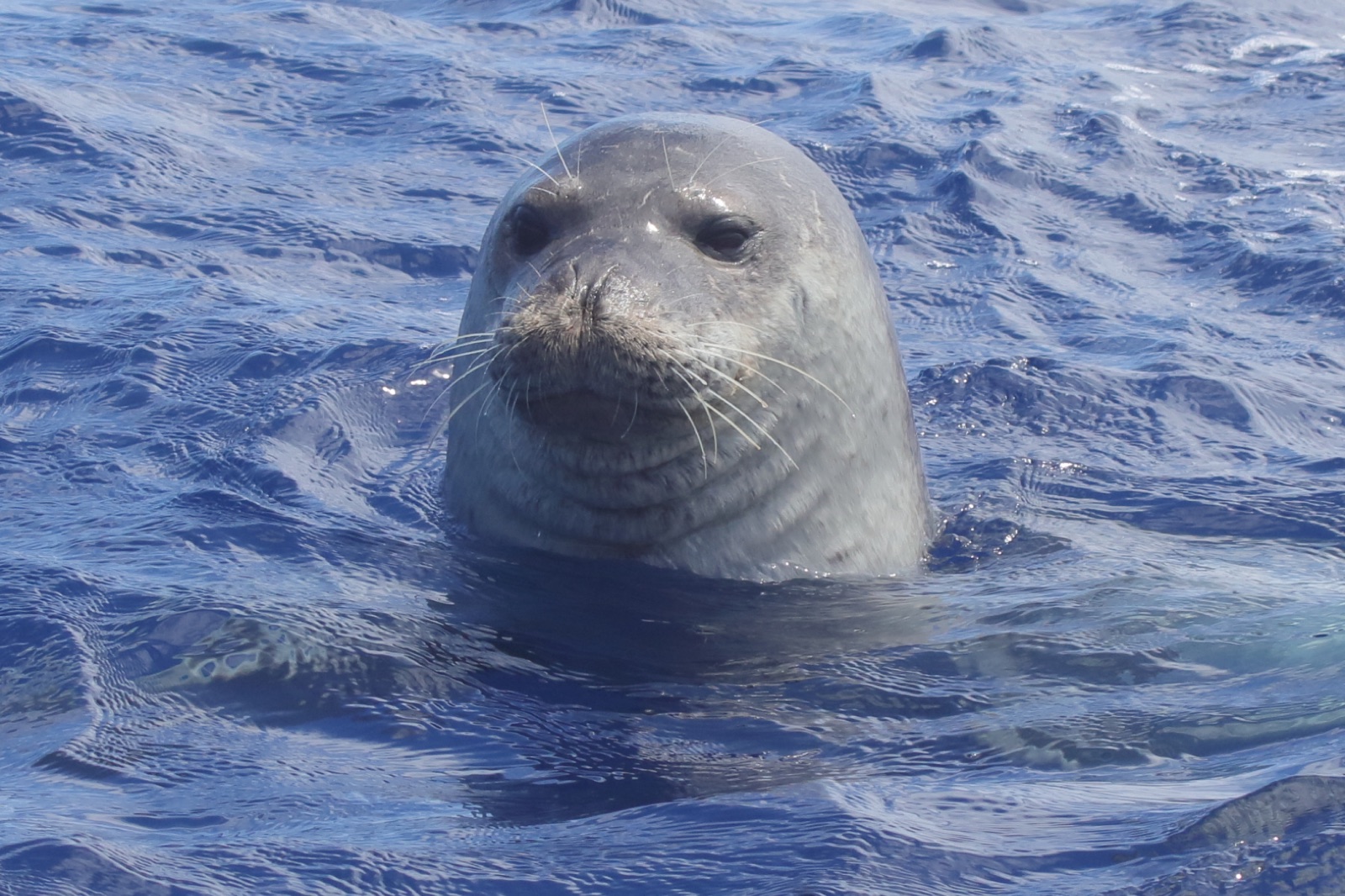 Foto de Foca monje del Mediterráneo (Monachus monachus)