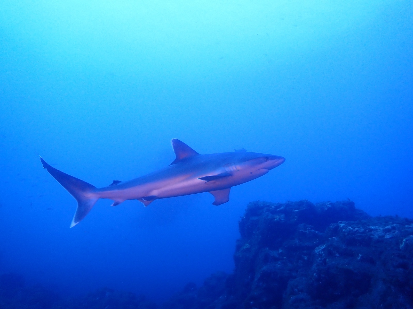 Photo of Silvertip shark (Carcharhinus albimarginatus)