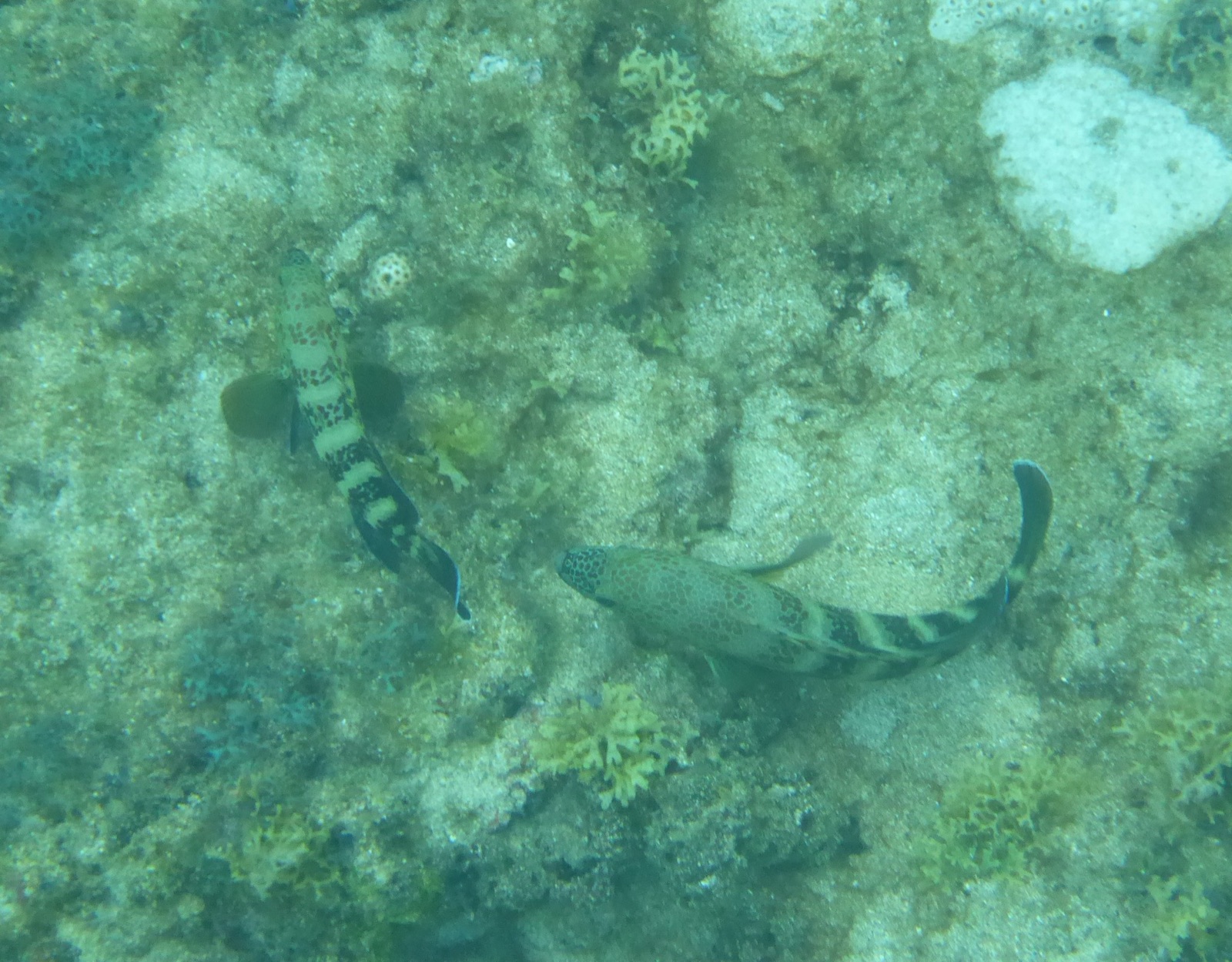 Photo de Merou niger (Cephalopholis nigri)
