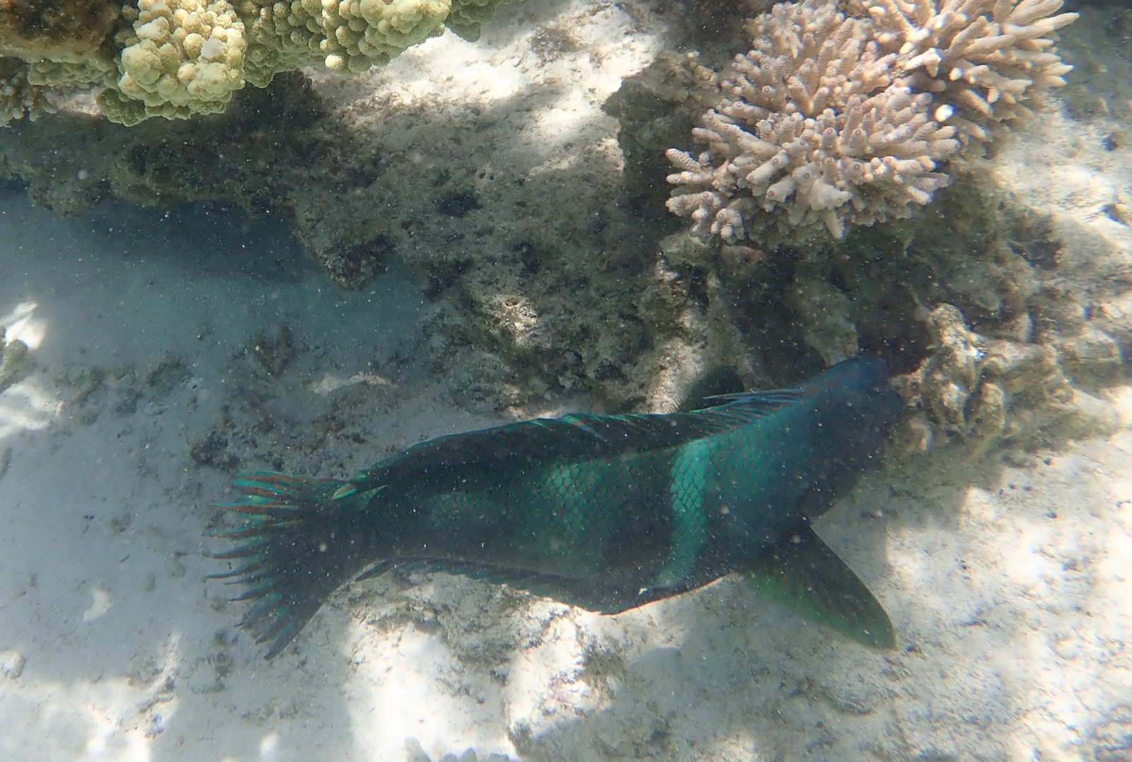Photo of Clown coris (Coris aygula)