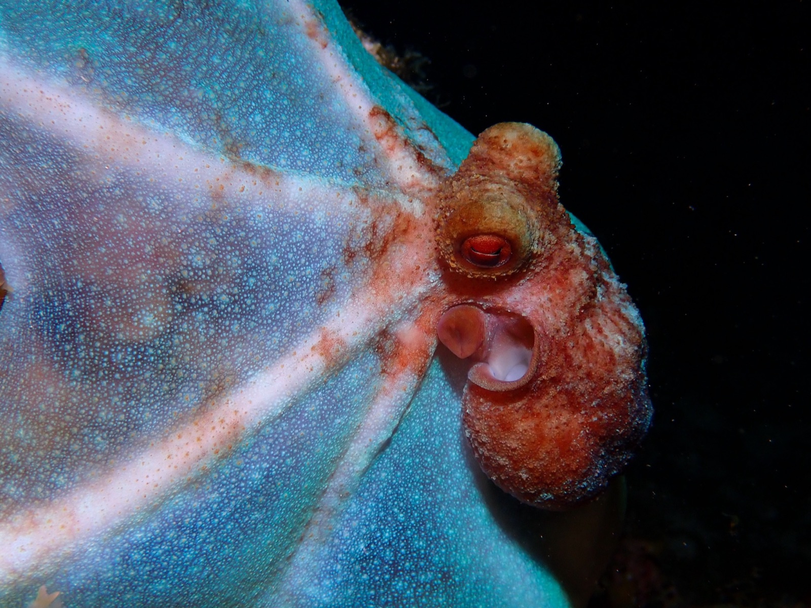 Foto de Pulpo de arrecife caribeño (Octopus briareus)