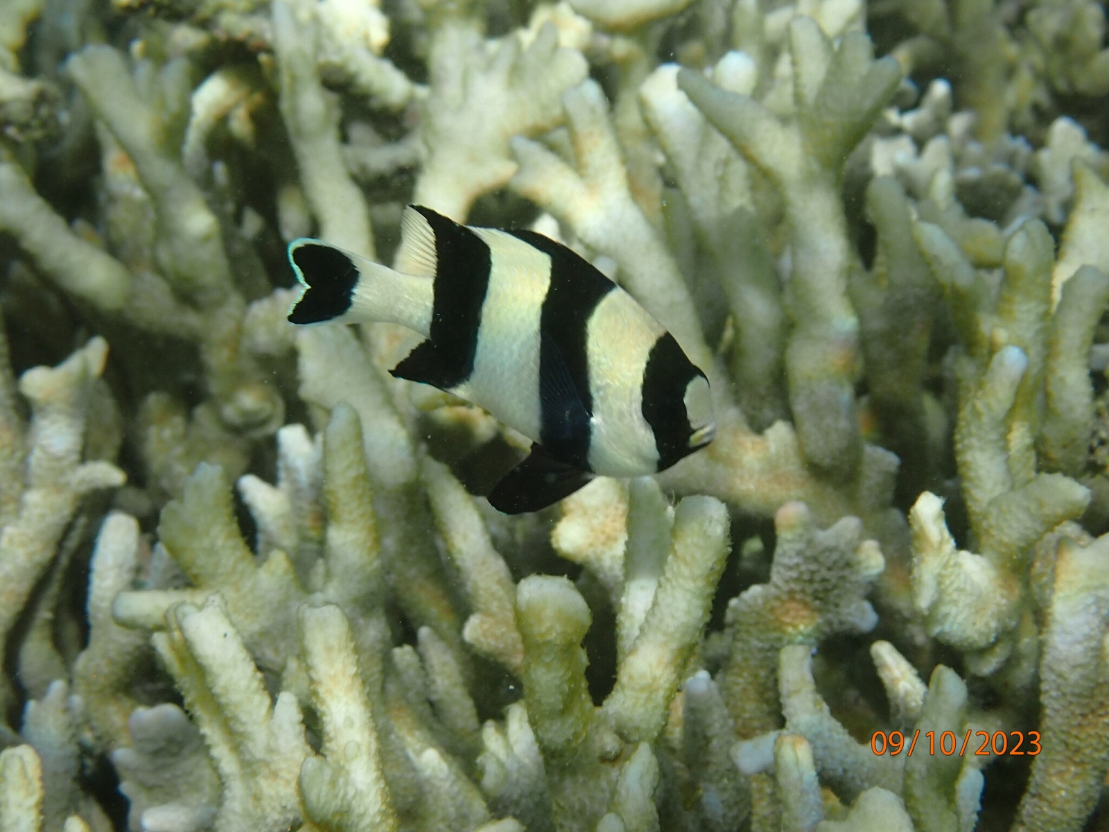 Foto de Dascilo cola negra (Dascyllus melanurus)