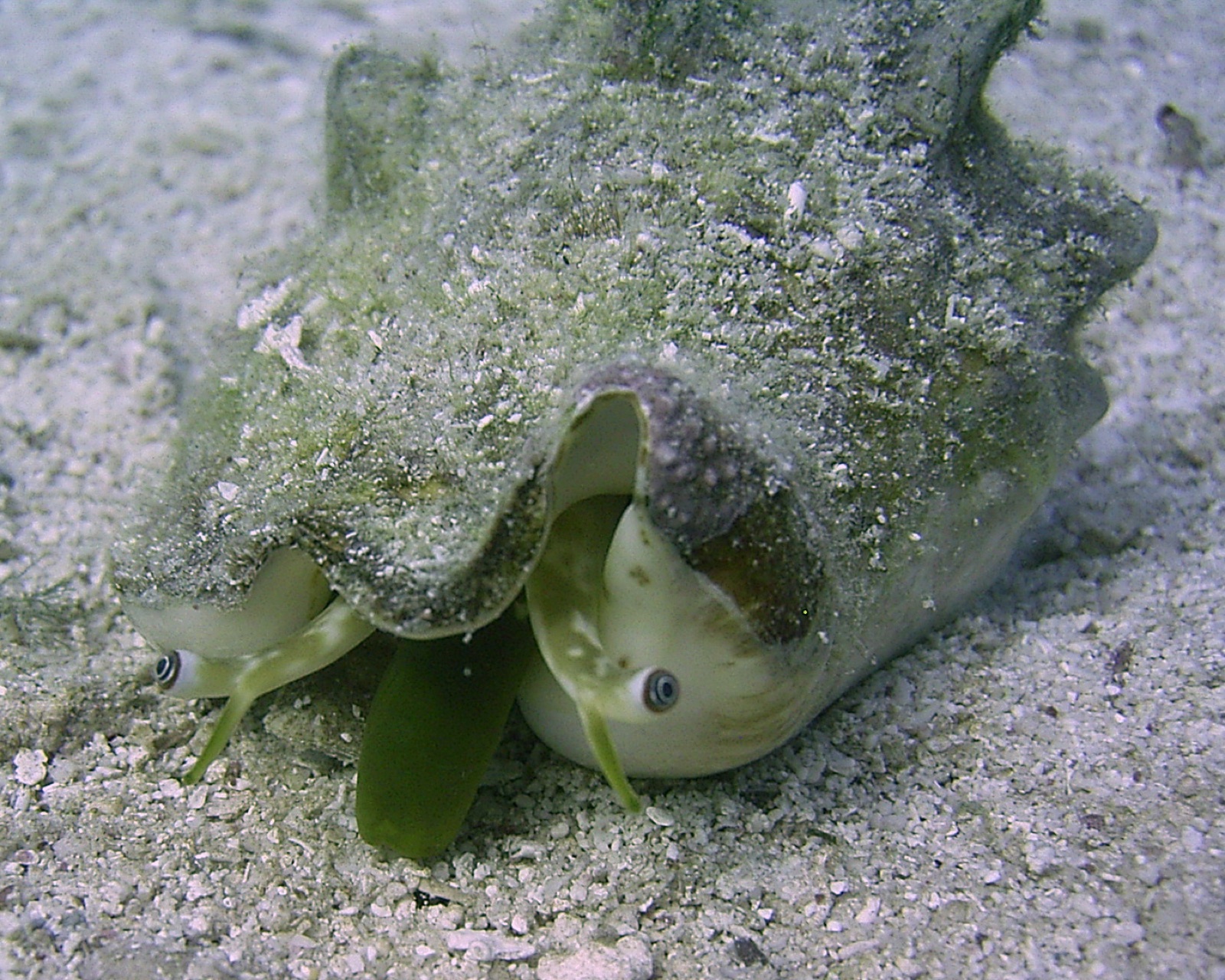 Photo of Milk conch (Lobatus costatus)