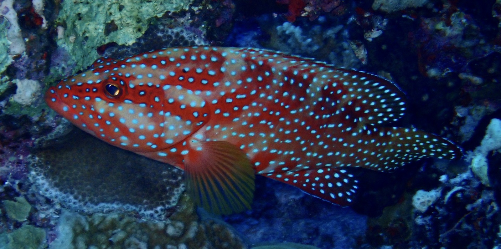 Photo de Merou a points bleus (Cephalopholis miniata)