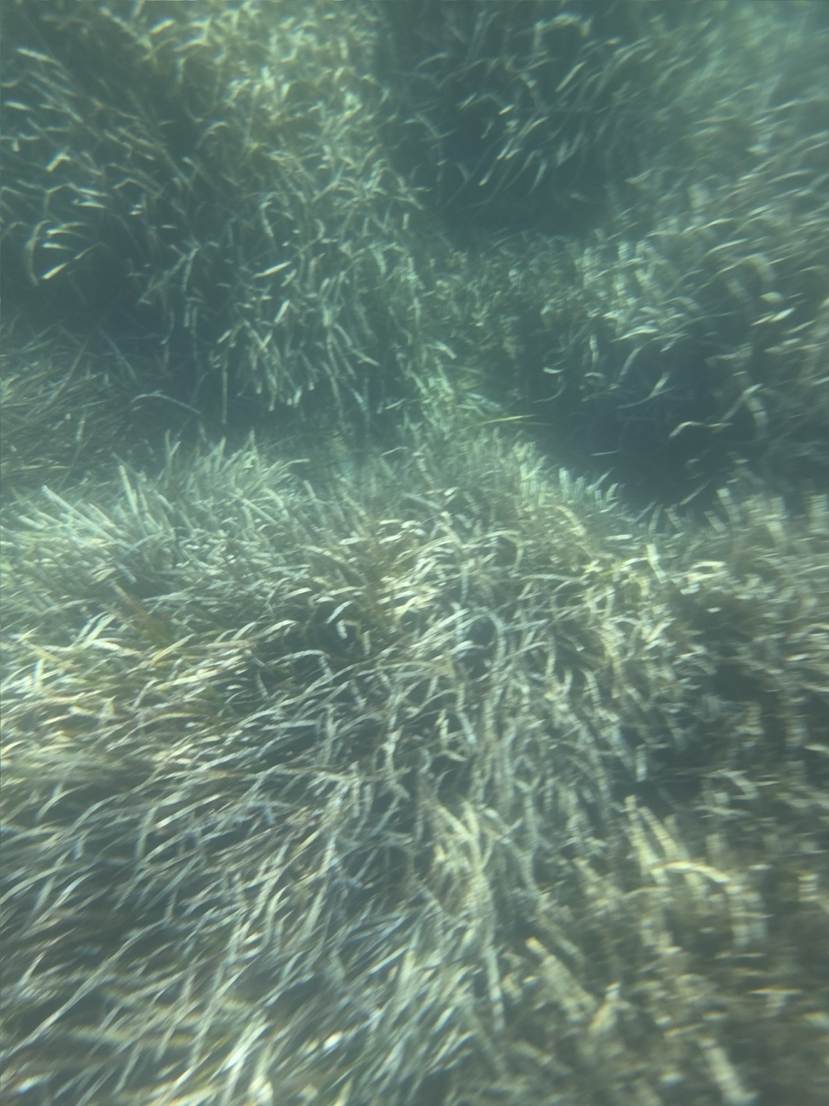 Photo de Posidonie (Posidonia oceanica)