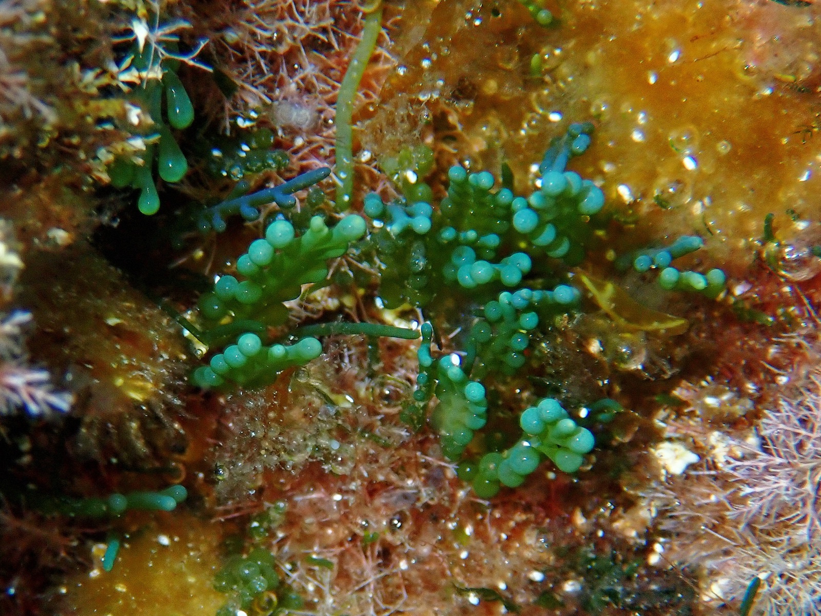 Foto de Caulerpa cilíndrica (Caulerpa cylindracea)