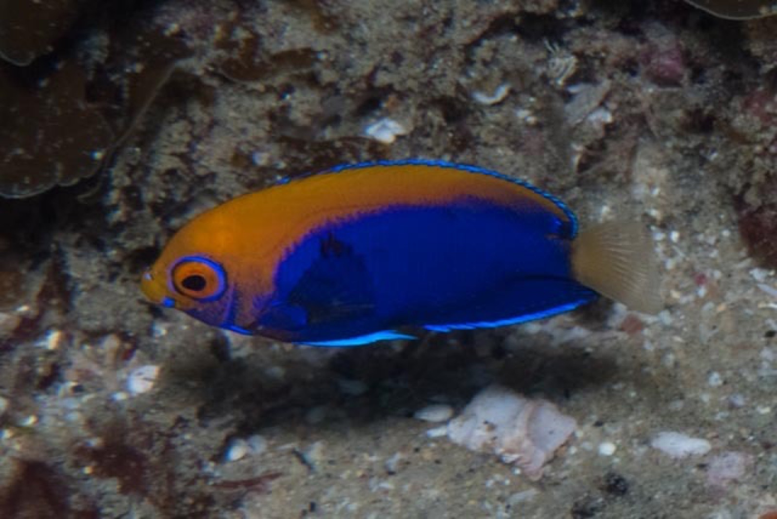 Photo de Nain ange a tache africain (Centropyge acanthops)