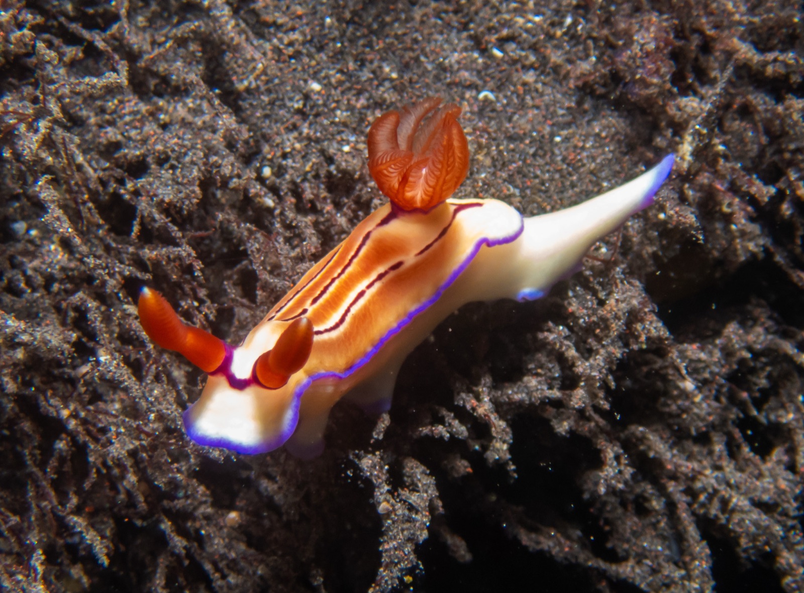 Photo de Hypselodoris d'Emma (Hypselodoris emma)