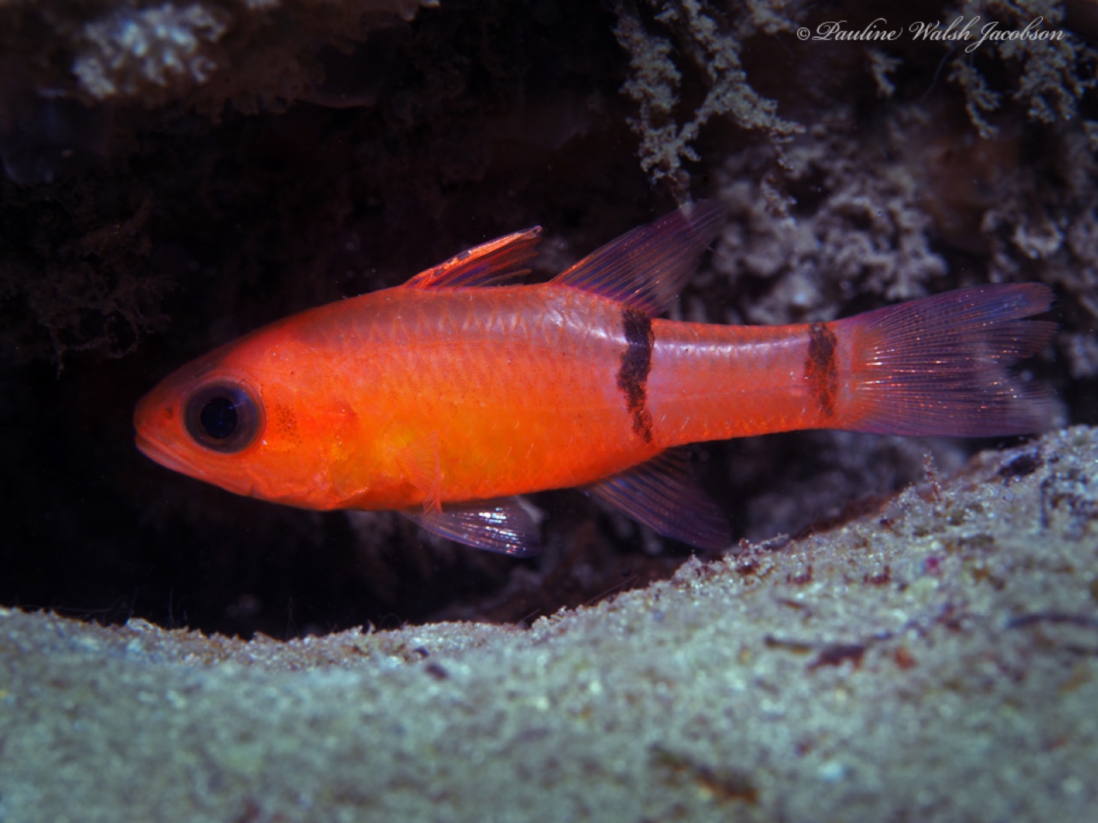 Foto de Pez cardenal binotado (Apogon binotatus)