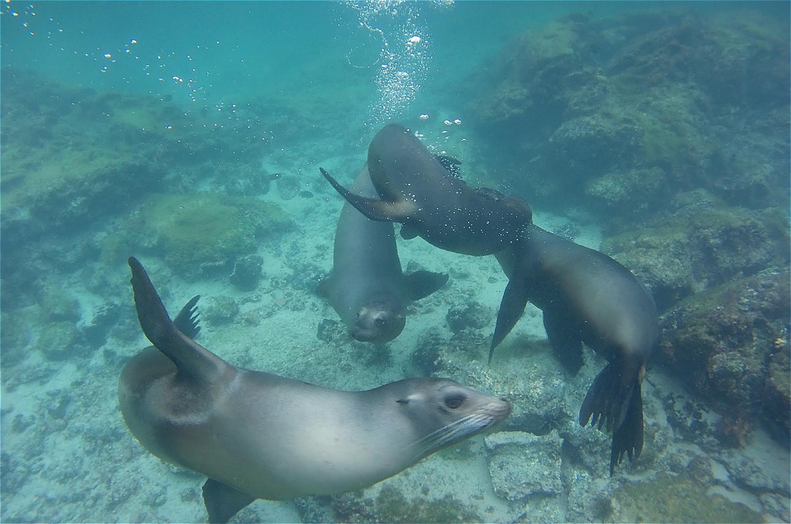 Foto de León marino de Galápagos (Zalophus wollebaeki)