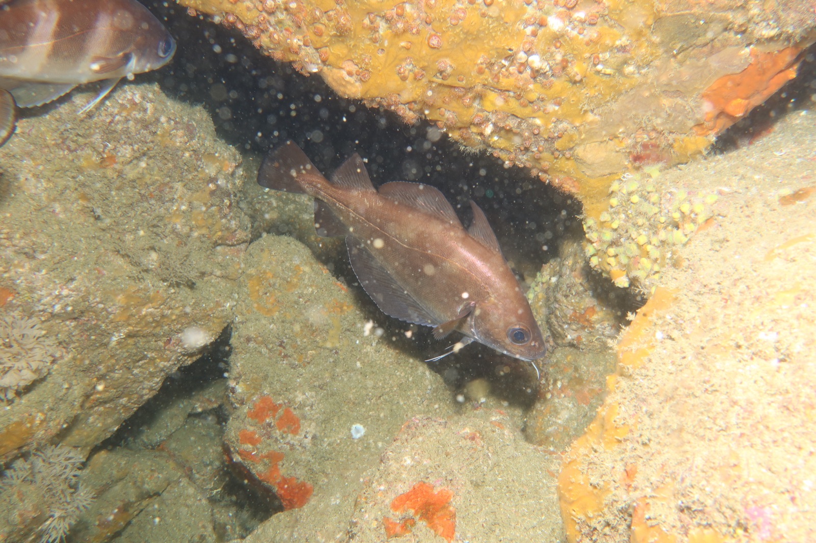 Photo of Pouting (Trisopterus luscus)