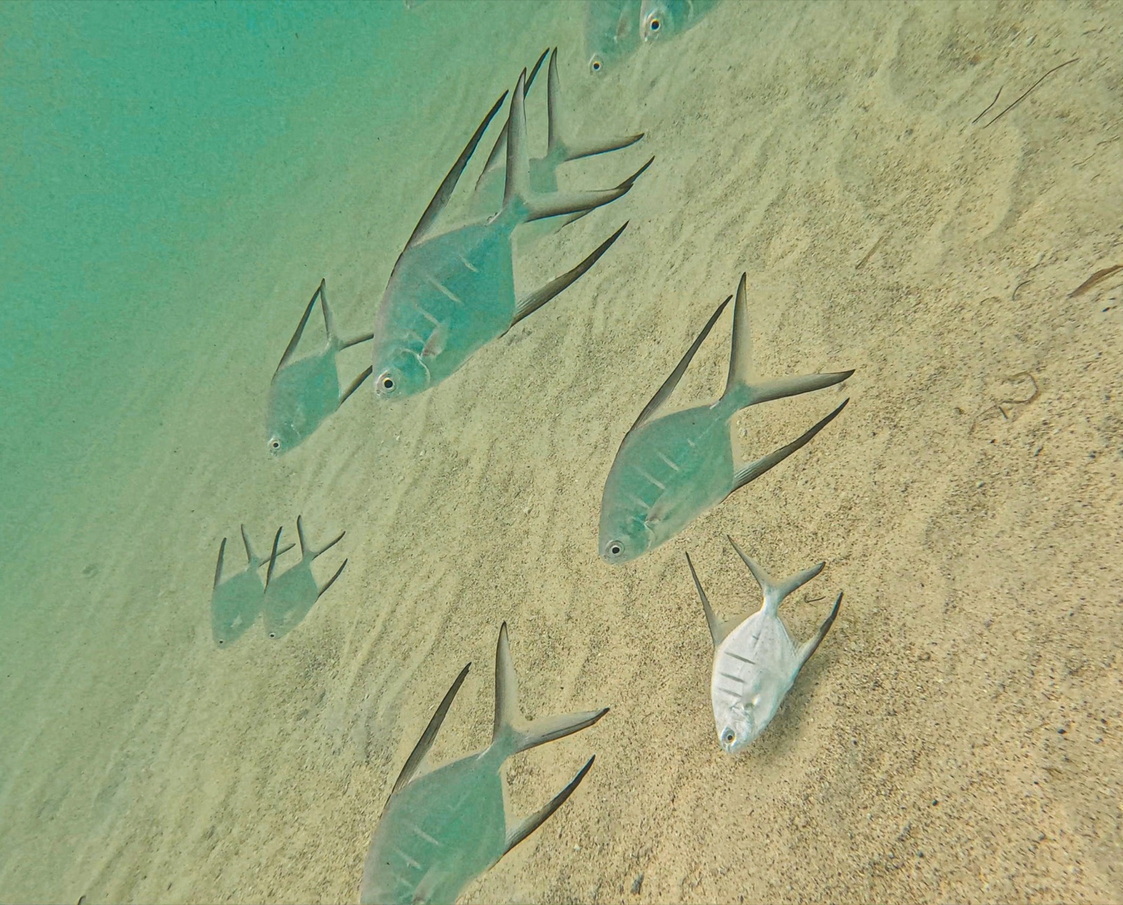 Foto de Palometa pampano (Trachinotus goodei)