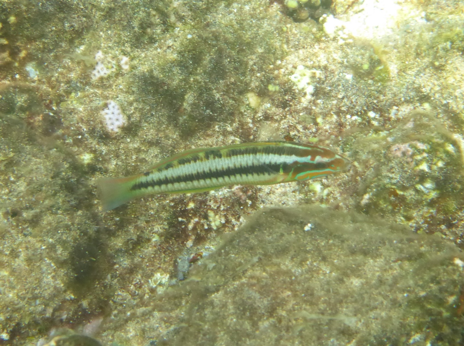 Photo of Newton's wrasse (Thalassoma newtoni)