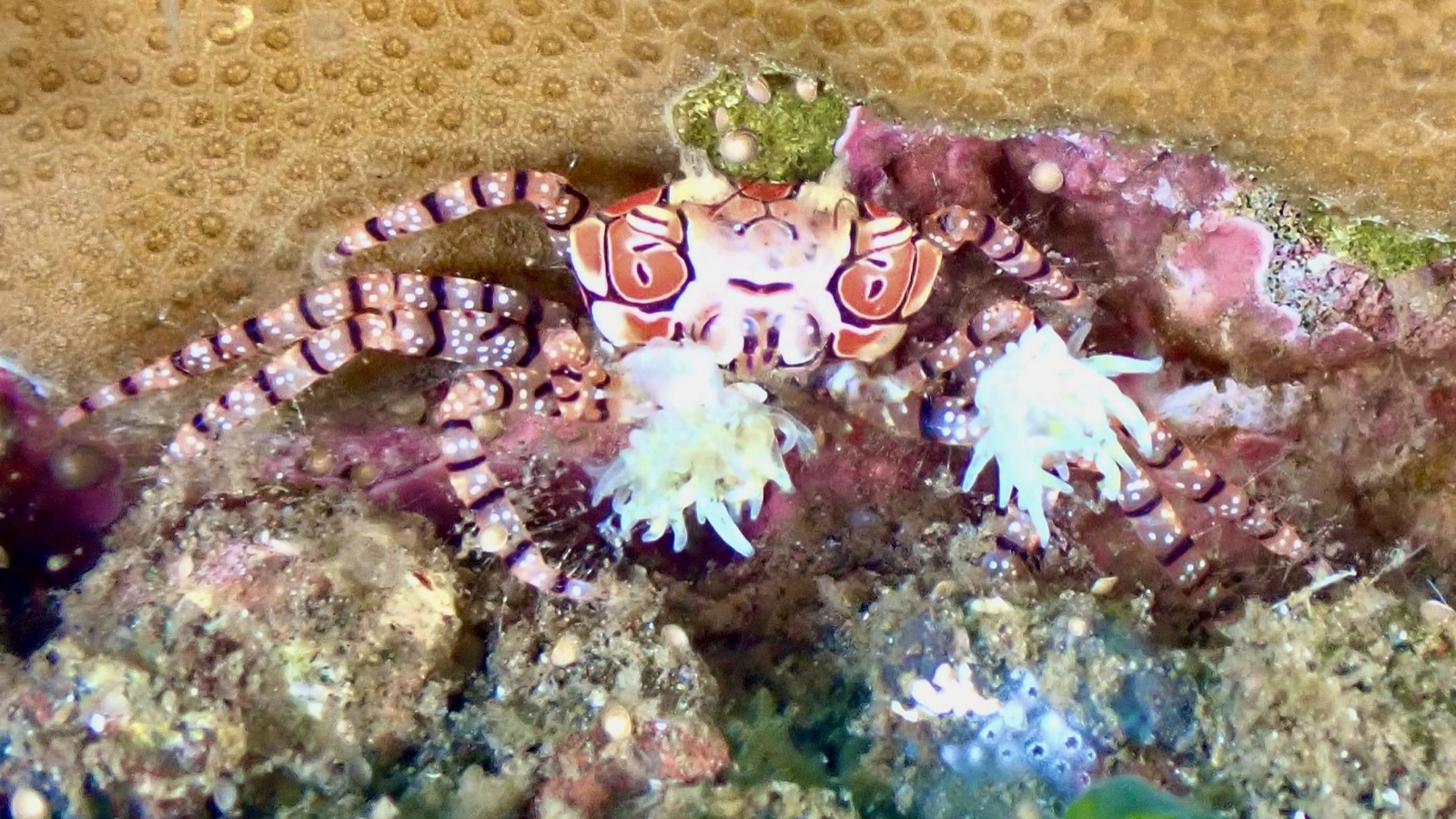 Foto de Cangrejo boxeador (Lybia tessellata)