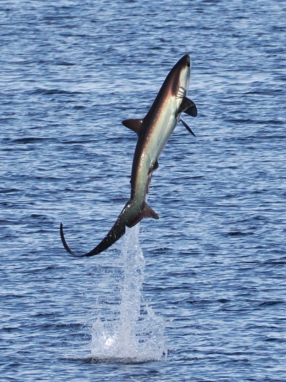 Photo of Pelagic Thresher Shark (Alopias pelagicus)