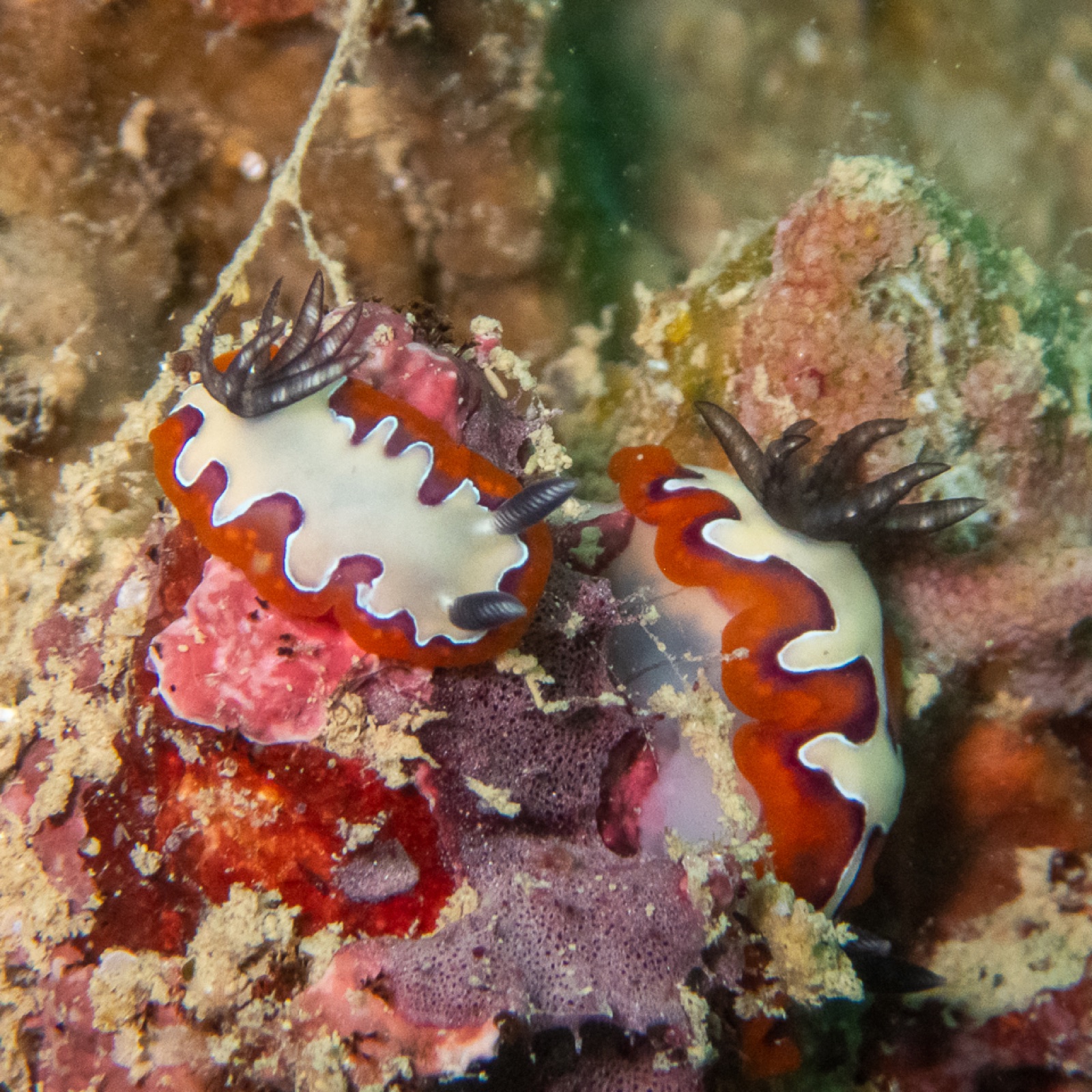 Photo de Goniobranchus fidele (Goniobranchus fidelis)