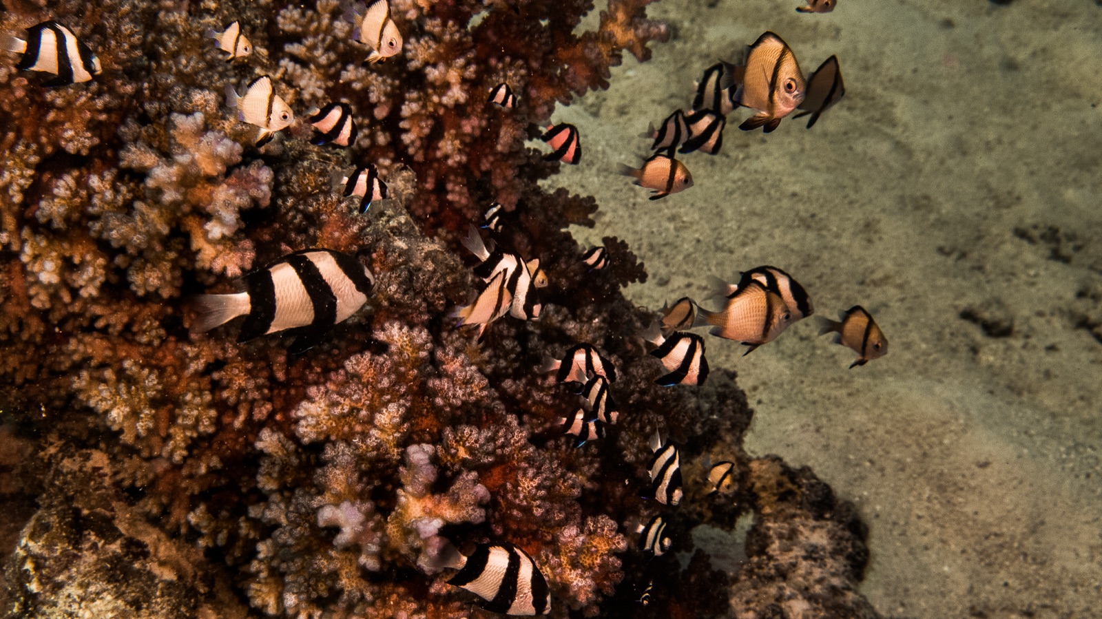 Foto de Damisela tres bandas (Dascyllus aruanus)