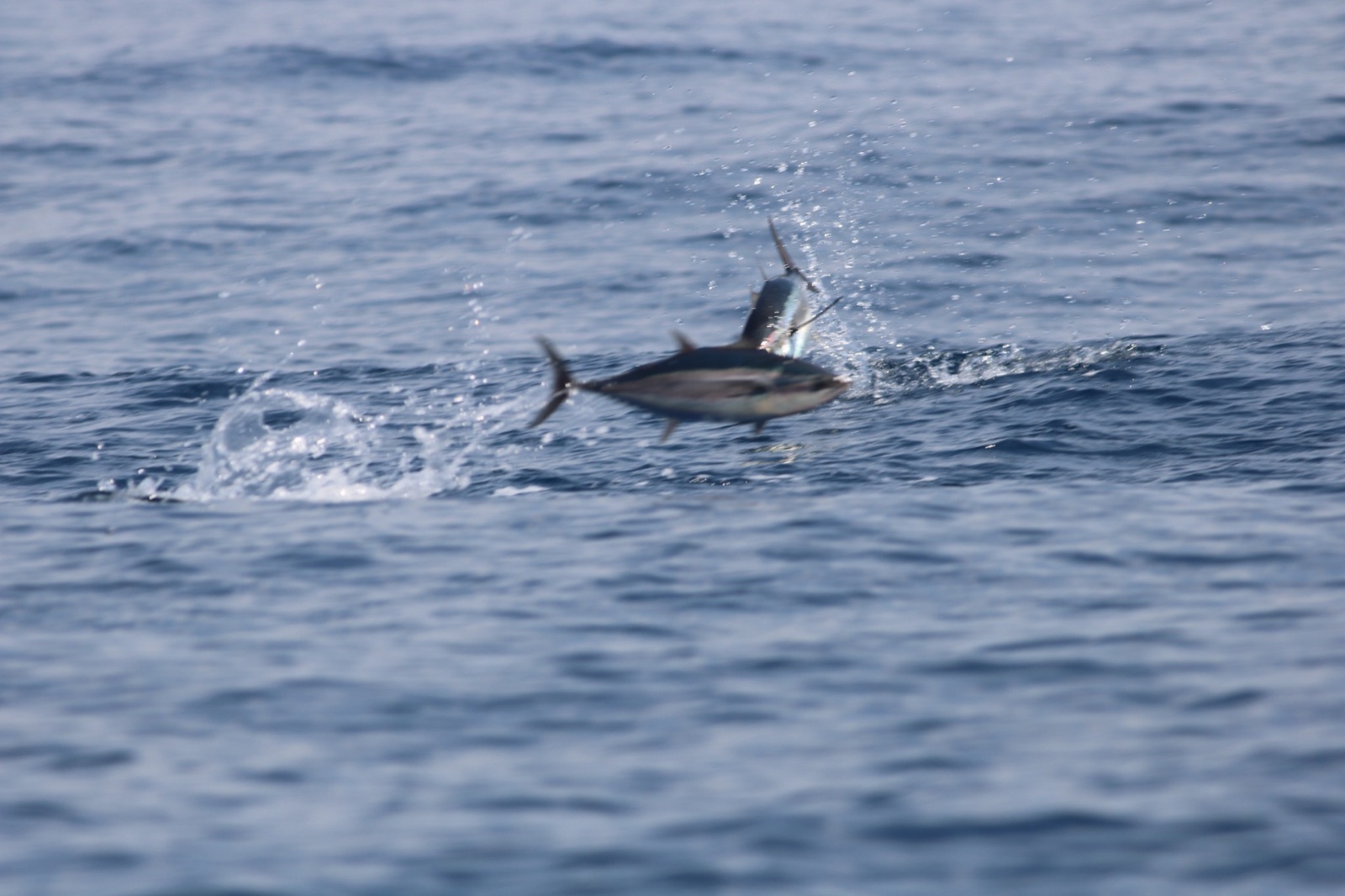 Photo of Albacore (Thunnus alalunga)