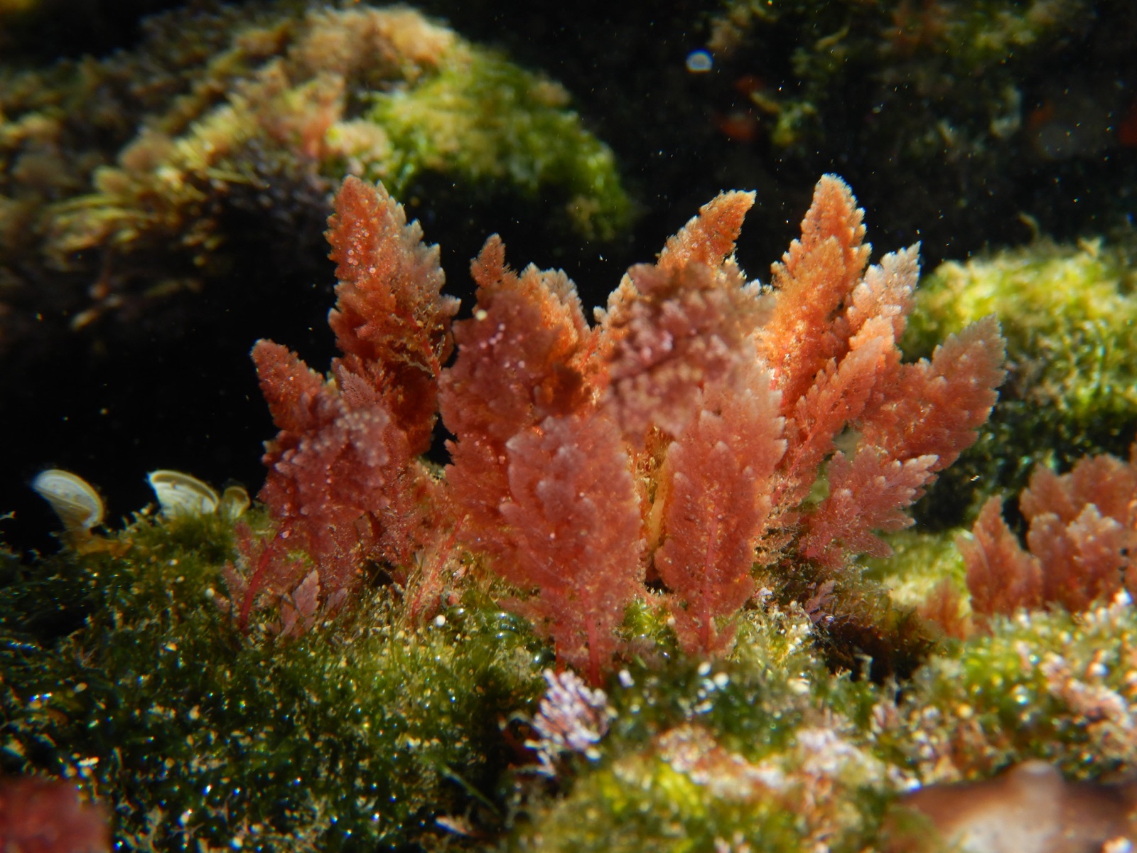 Foto de Asparagonía taxiforme (Asparagopsis taxiformis)
