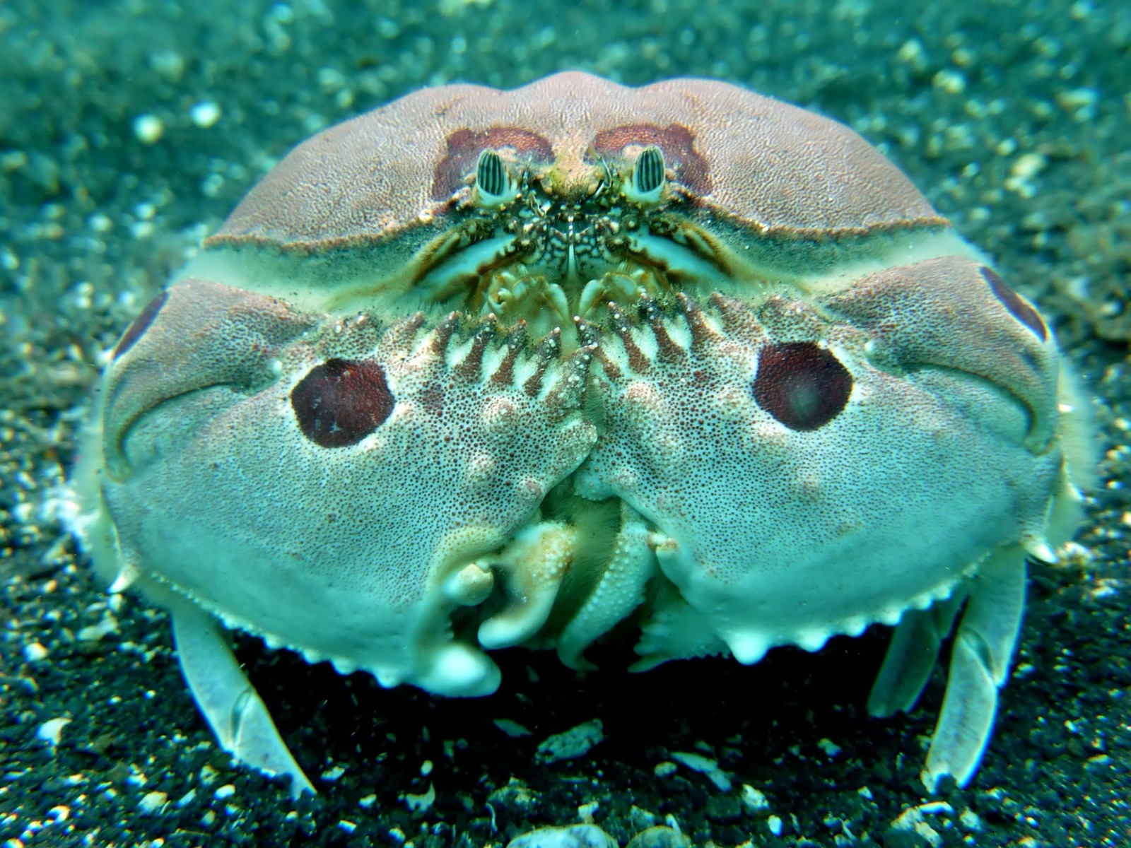 Photo de Crabe-boîte de sable (Calappa philargius)