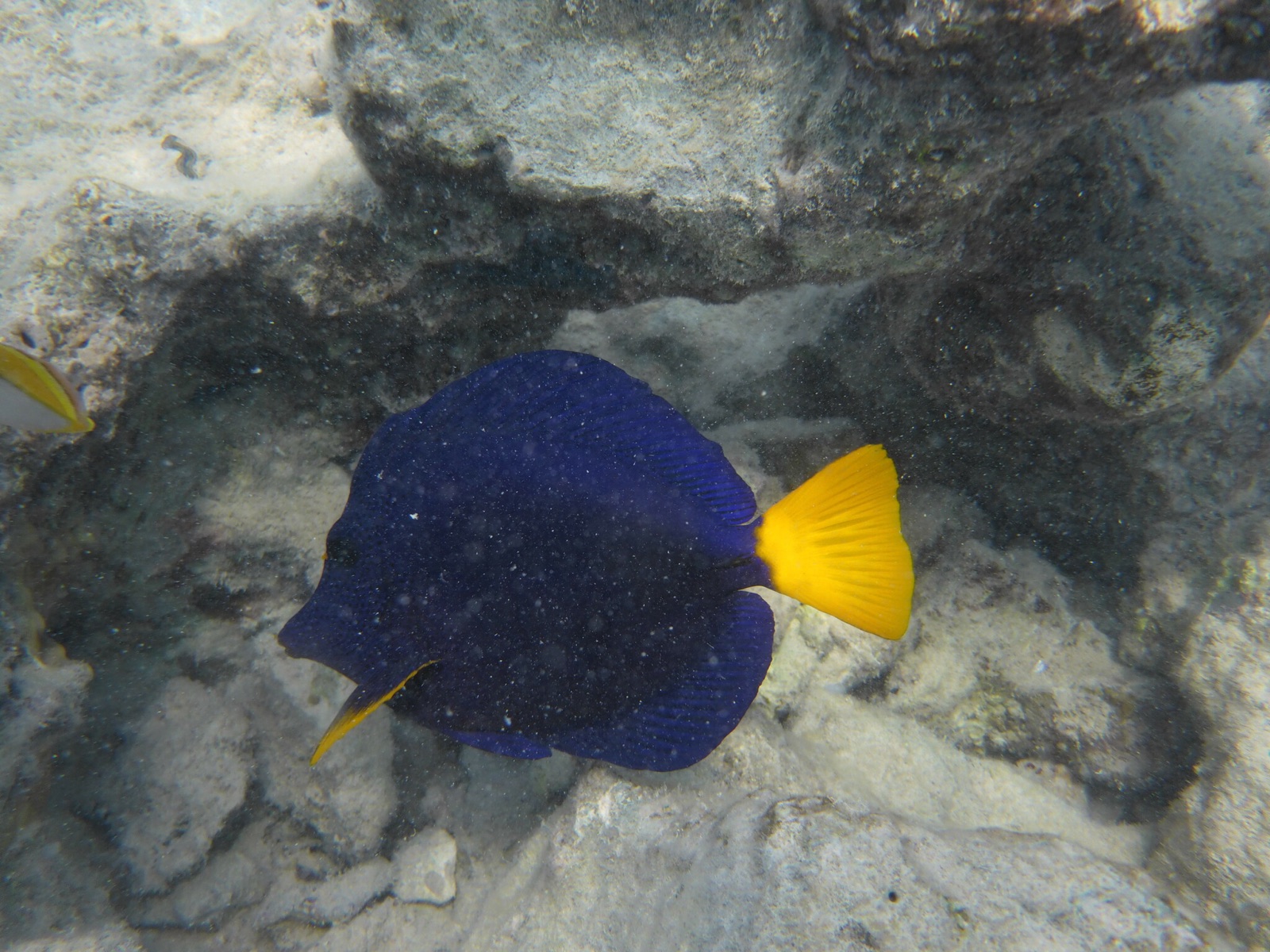 Photo de Chirurgien à queue jaune (Zebrasoma xanthurum)