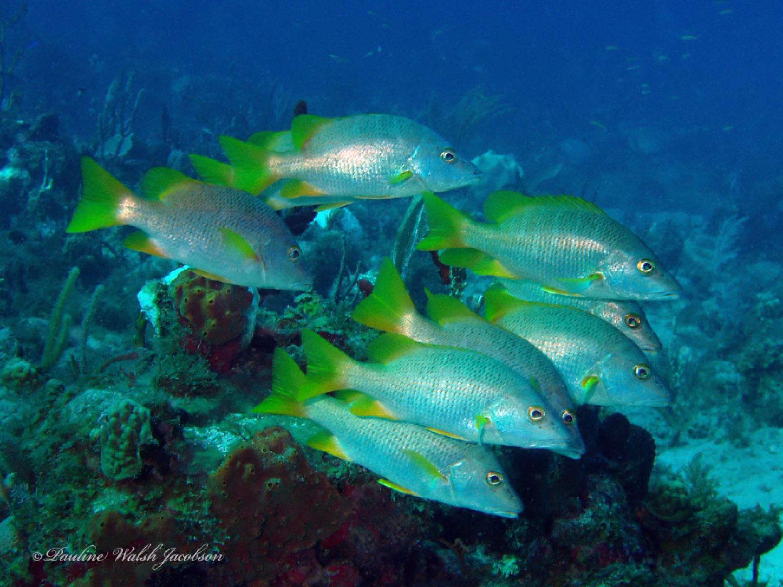 Photo of Schoolmaster snapper (Lutjanus apodus)